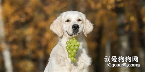 为什么狗不能吃葡萄?答案是...