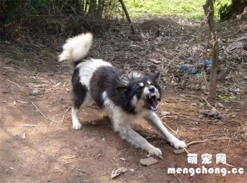 被狗死死咬住了怎样才能最快摆脱?