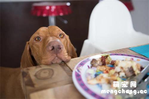 如何纠正狗盯着你吃饭的行为？