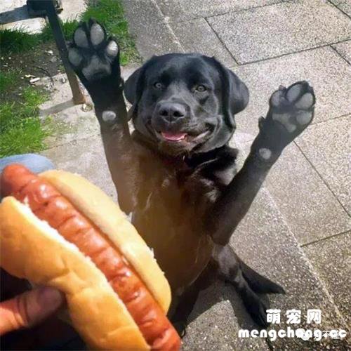 如何纠正狗盯着你吃饭的行为?