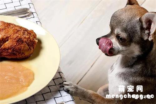 如何纠正狗盯着你吃饭的行为？