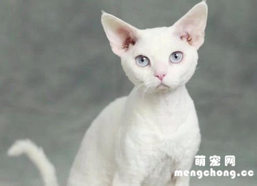 德文卷毛猫的优缺点