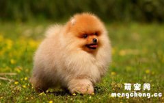 <b>狗鼻子干裂结痂是什么原因？</b>