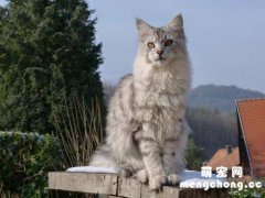 <b>最大的猫是什么品种 体积最大的猫是什么品种</b>