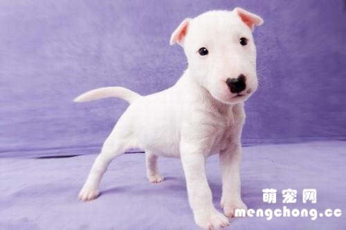 狗吐白色粘液是怎么回事?