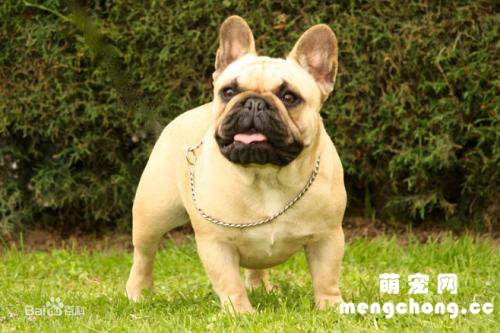 狗狗绝育后还会来月经吗?