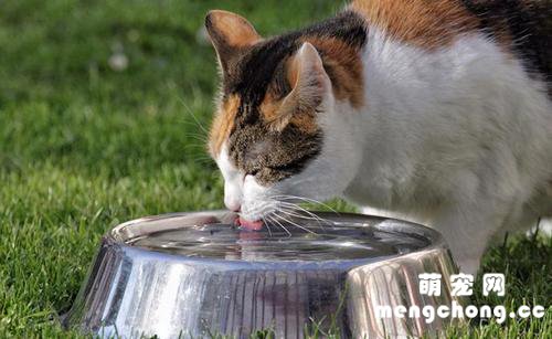 猫一天需要喝多少水