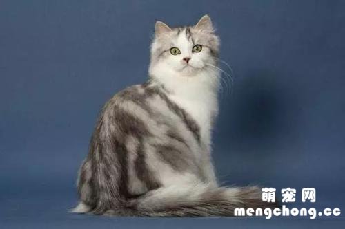 褴褛猫怎么配出来的?