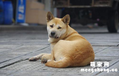 中华田园犬的缺点和优点