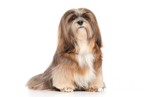 拉萨犬有哪些优缺点?
