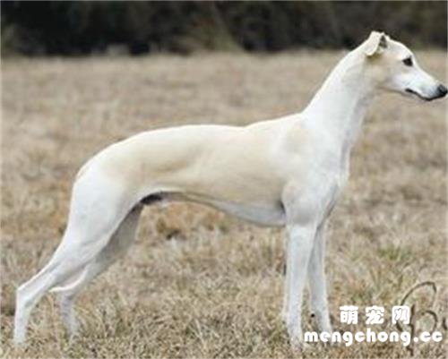 惠比特犬的优缺点有哪些?