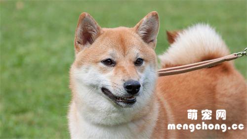 柴犬是日本的土狗吗?