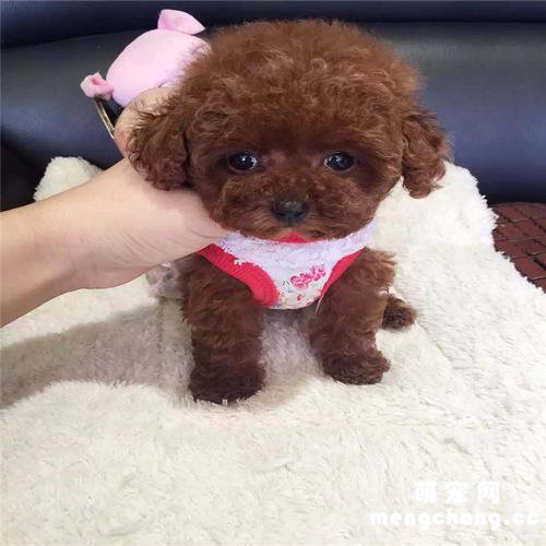 小型泰迪犬能长几斤重?