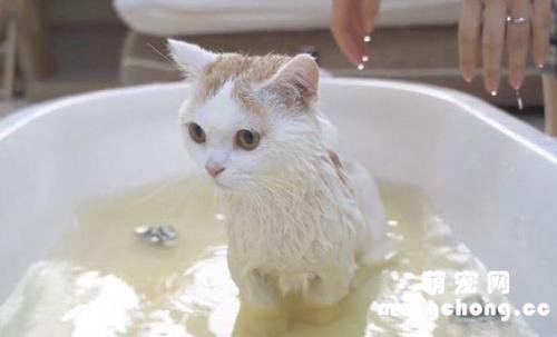 小猫洗澡可以用人的沐浴露吗?