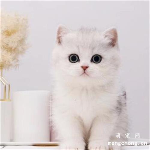 银渐层猫其实是什么品种?