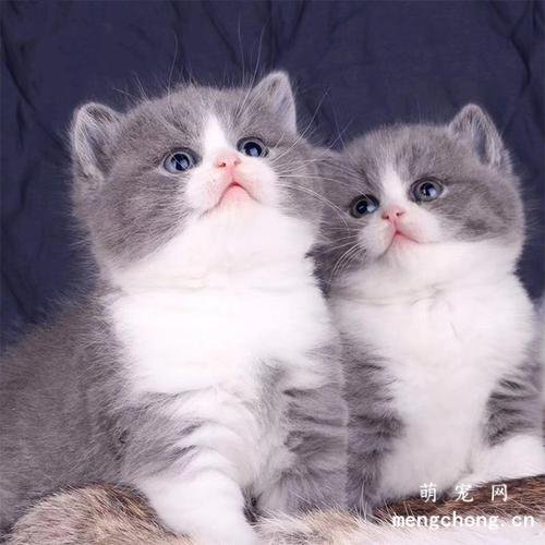 蓝猫和白猫生出什么猫？