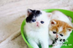 <b>净梵猫价格贵还是蓝白英短价格贵？</b>