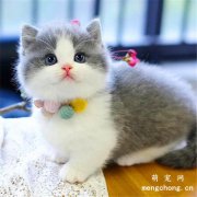 <b>矮脚猫性格怎么样?</b>