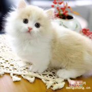 <b>短脚猫是什么品种？</b>