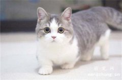 <b>柯基猫是什么品种？</b>