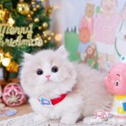 <b>曼基康猫优缺点</b>