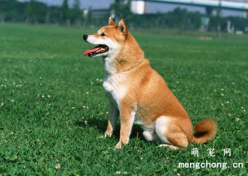 柴犬掉毛严重是什么原因?
