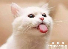 猫传腹能不能喝羊奶粉？