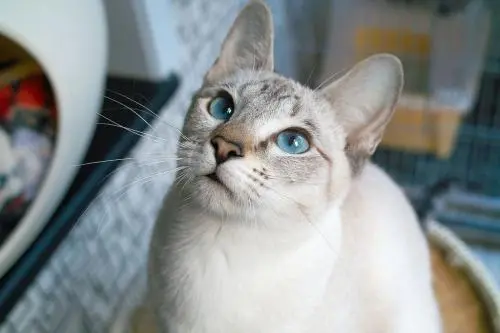 虎斑暹罗猫是杂交么?