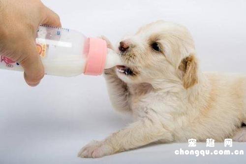 宠物狗拉肚子吃什么药?