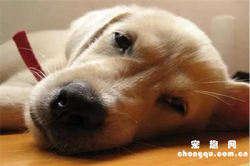 狗狗睡觉抽搐是不是犬瘟？