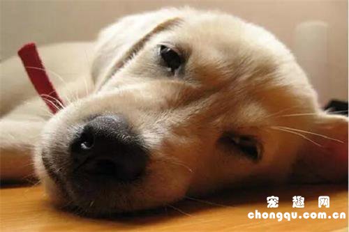 狗狗睡觉抽搐是不是犬瘟?