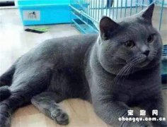英短蓝猫怀孕多久能看出来