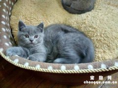 英短蓝猫怀孕多久生小猫？