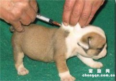 <b>幼犬打疫苗前注意事项</b>