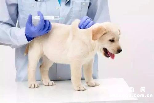 幼犬打疫苗前注意事项
