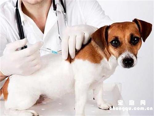 幼犬打疫苗前注意事项