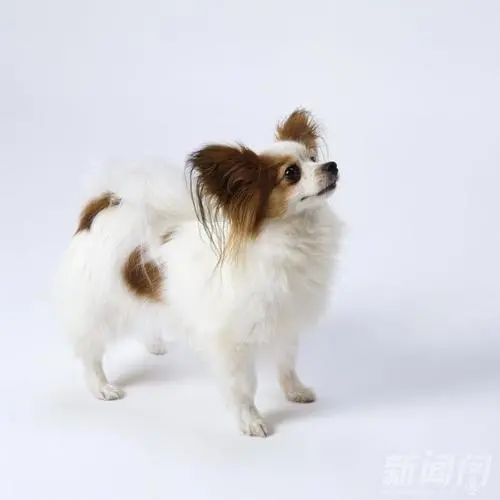 <b>边牧与蝴蝶犬的区别?</b>