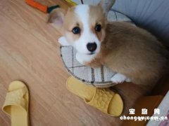 <b>柯基拉稀但是精神好怎么办？</b>