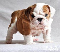 狗狗腿上长了个脓包是怎么回事？