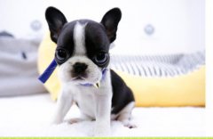 <b>狗狗喉咙发炎能自愈吗？</b>