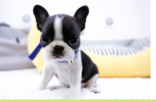 狗狗喉咙发炎能自愈吗？