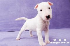 <b>狗狗有跳蚤了用什么药？</b>