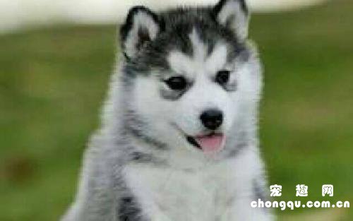 狗狗绝育不拆线会怎样?