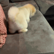 <b>网友家的狗子，每次睡前都要做一套这样的运动，可爱得过分！</b>