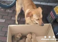 <b>“狗妈妈”在狗贩子那认出自己孩子，含泪哀求，结果却让人意外！</b>