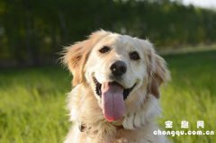 <b>狗吃完驱虫药拉肚子怎么回事？</b>