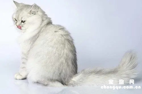 褴褛猫是什么猫？褴褛猫的生活习性