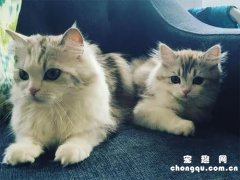 <b>褴褛猫是什么猫？褴褛猫的生活习性</b>