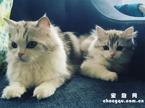 褴褛猫是什么猫?褴褛猫的生活习性