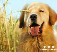 <b>狗狗球虫的症状</b>